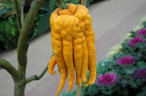 Strange Unusual Fruits Vegetables Elangochef S Page